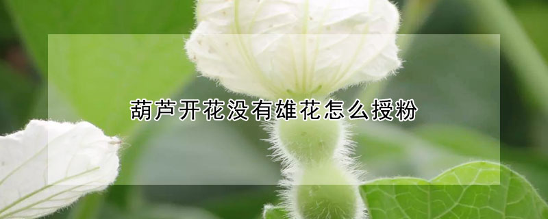 葫蘆開花沒有雄花怎麼授粉