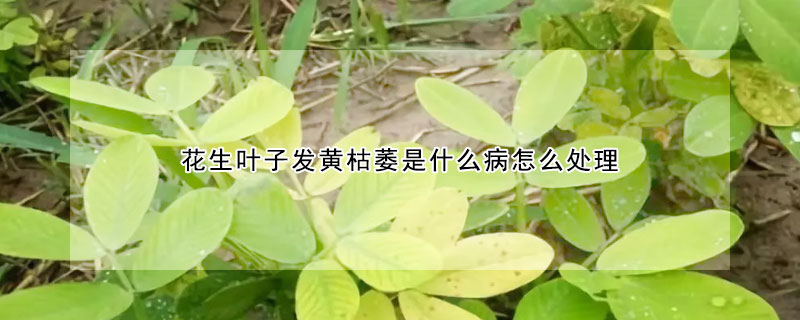 花生葉子發黃枯萎是什麼病怎麼處理