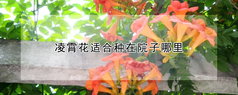 淩霄花適合種在院子哪裏