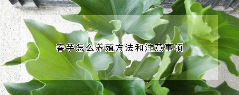 春芋怎麼養殖方法和注意事項