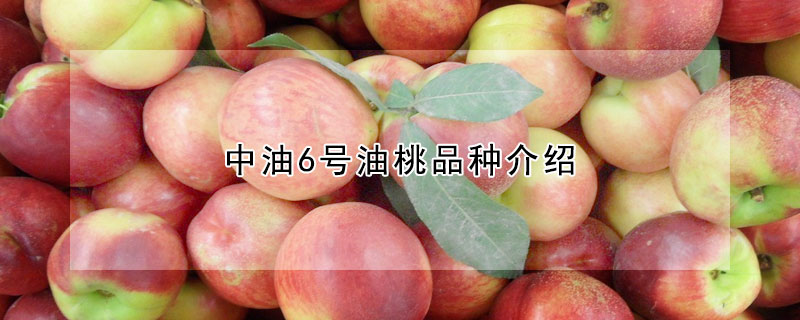 中油6號油桃品種介紹