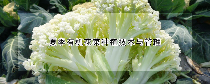 夏季有機花菜種植技術與管理