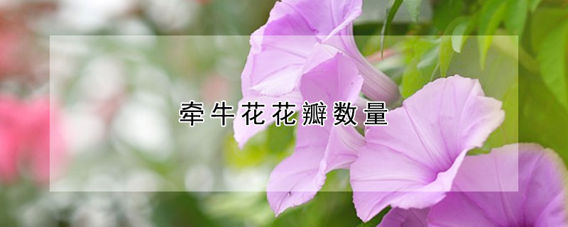 牽牛花花瓣數量