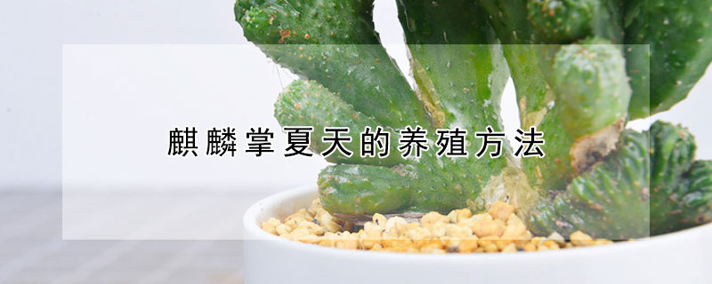 麒麟掌夏天的養殖方法