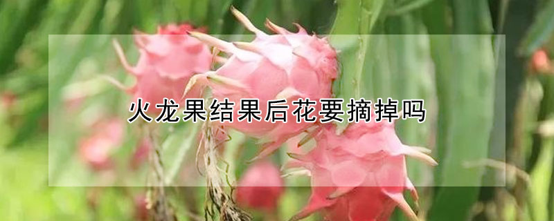 火龍果結果後花要摘掉嗎