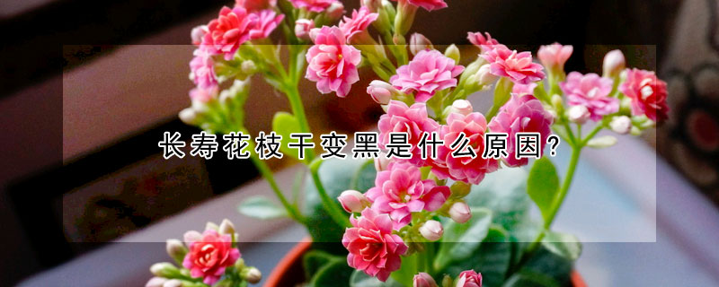 長壽花枝幹變黑是什麼原因?