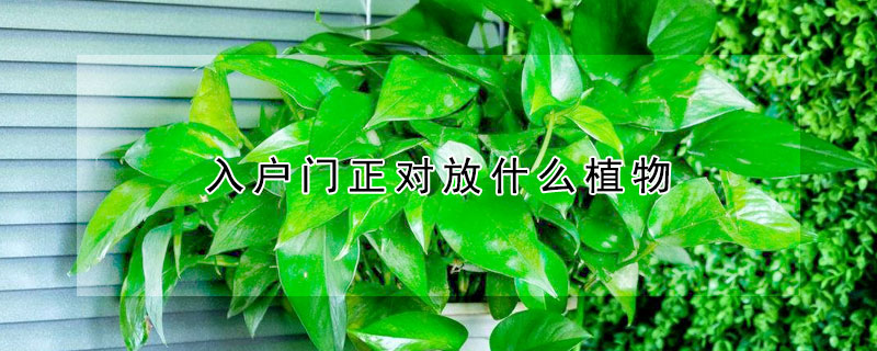 入戶門正對放什麼植物