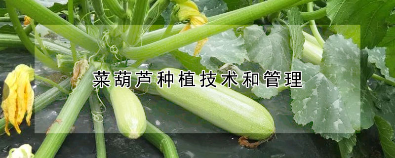 菜葫蘆種植技術和管理