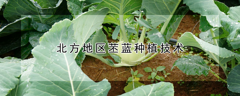 北方地區苤藍種植技術