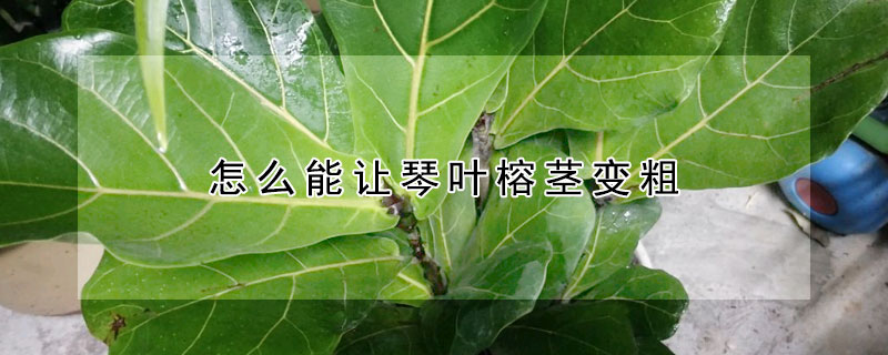 怎麼能讓琴葉榕莖變粗