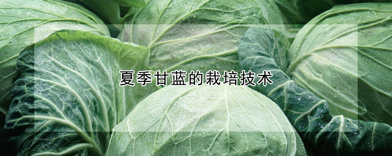 夏季甘藍的栽培技術