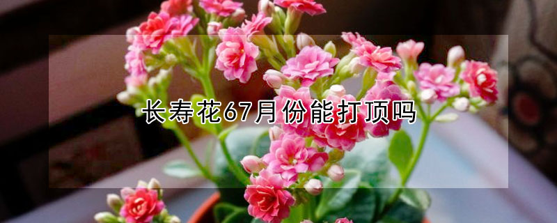 長壽花67月份能打頂嗎