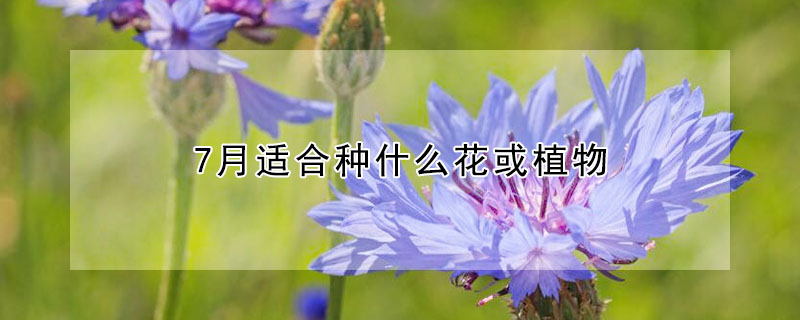 7月適合種什麼花或植物