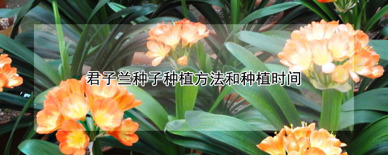 君子蘭種子種植方法和種植時間