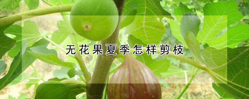 無花果夏季怎樣剪枝