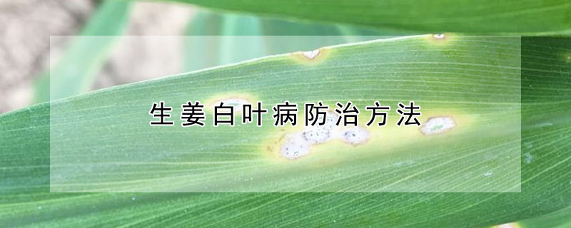 生薑白葉病防治方法