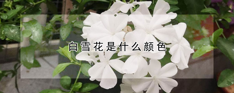 白雪花是什麼顏色