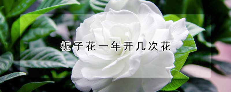 梔子花一年開幾次花