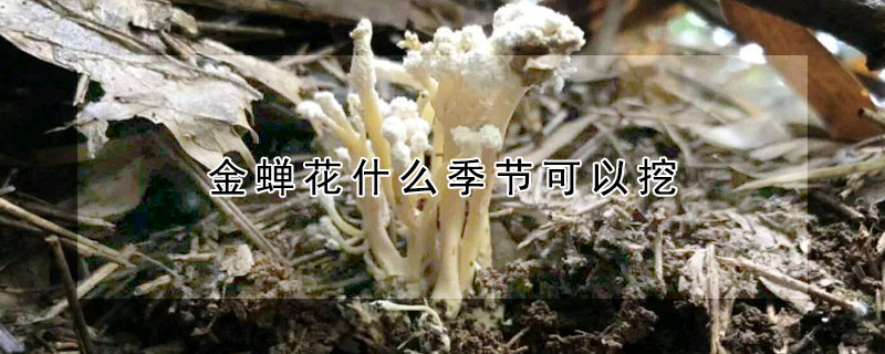 金蟬花什麼季節可以挖