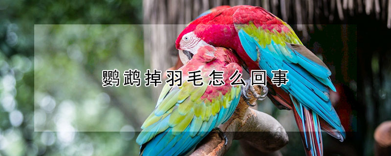 鸚鵡掉羽毛怎麼回事