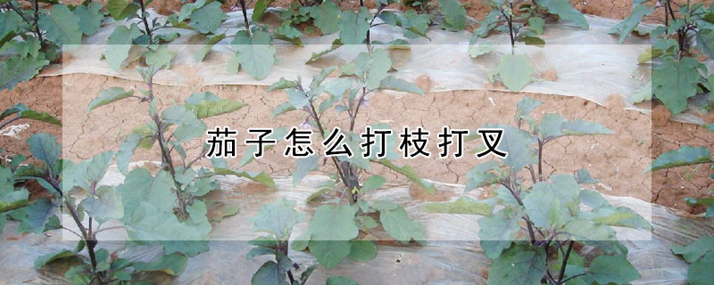 茄子怎麼打枝打叉