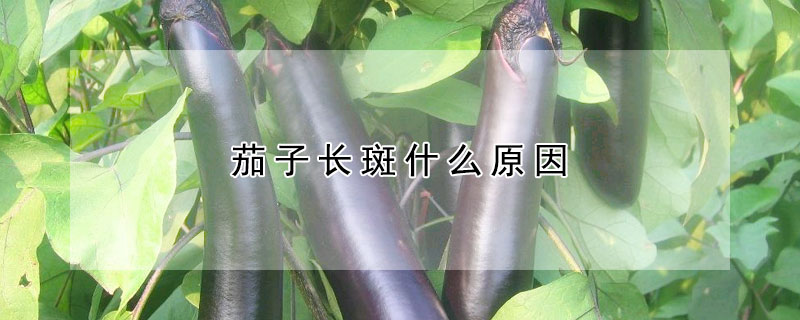 茄子長斑什麼原因