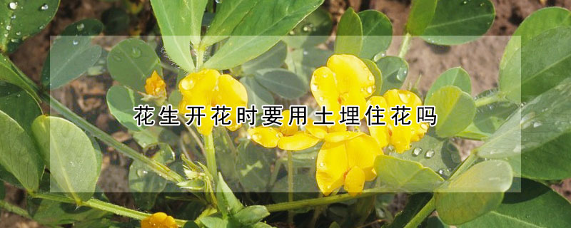 花生開花時要用土埋住花嗎