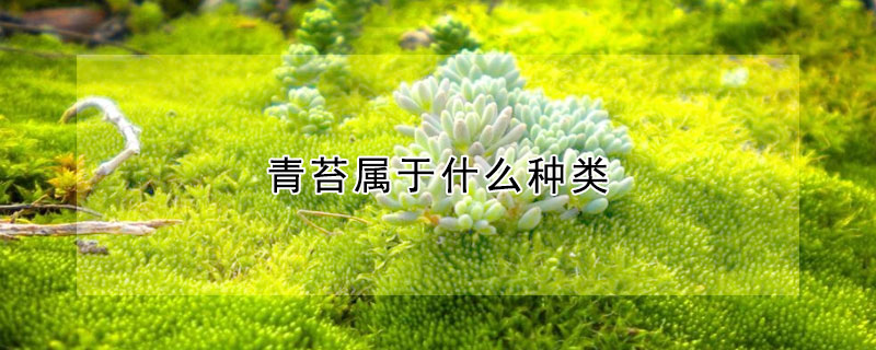 青苔屬於什麼種類