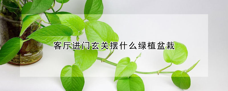 客廳進門玄關擺什麼綠植盆栽