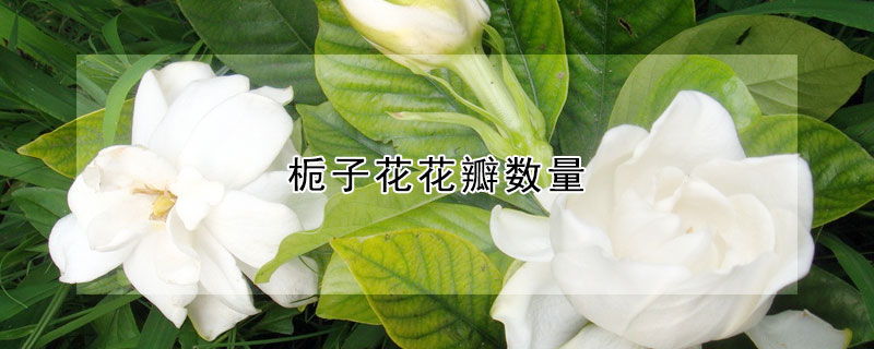 梔子花花瓣數量