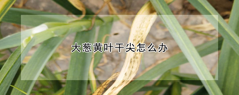 大蔥黃葉幹尖怎麼辦