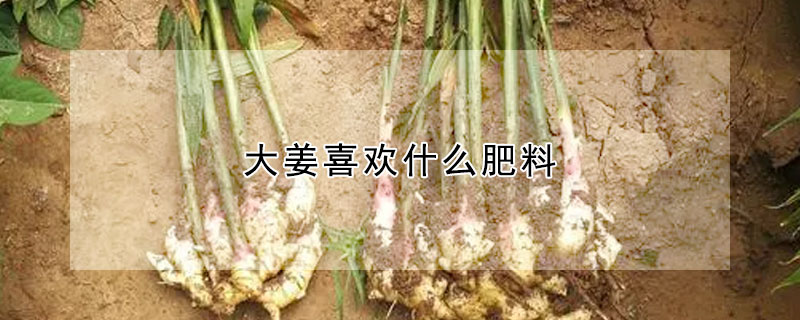 大薑喜歡什麼肥料