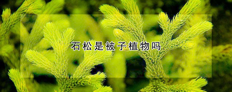 石鬆是被子植物嗎