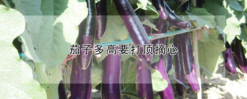 茄子多高要打頂摘心