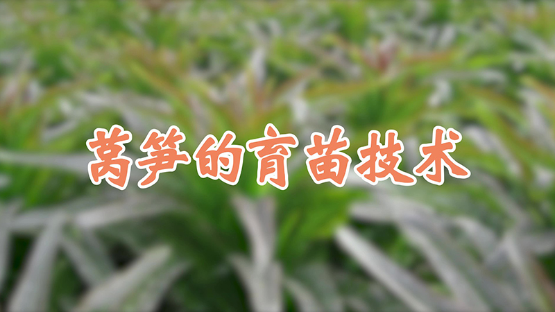 萵筍的育苗技術