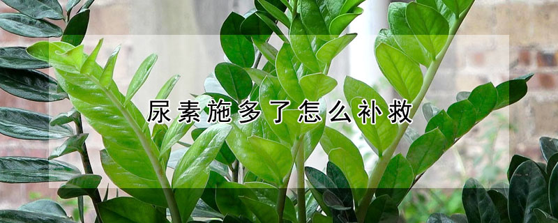 尿素施多了怎麼補救