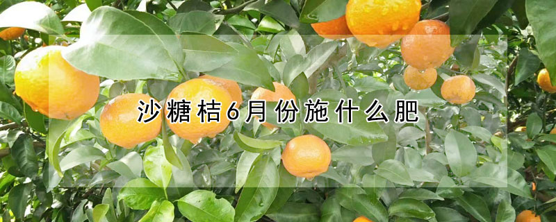 沙糖桔6月份施什麼肥