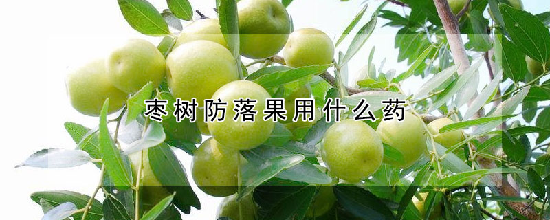 棗樹防落果用什麼藥