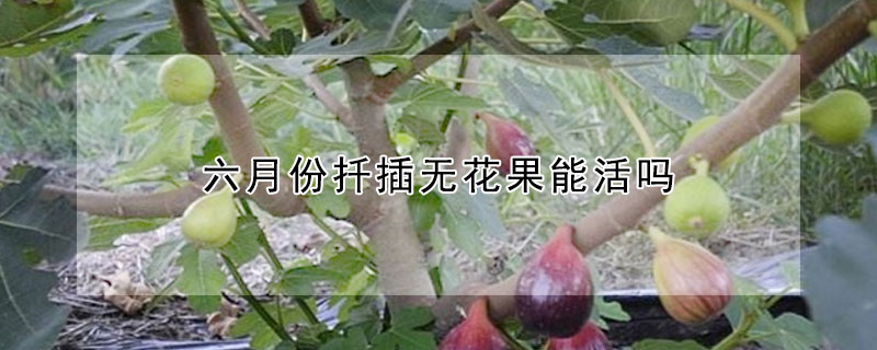 六月份扡插無花果能活嗎