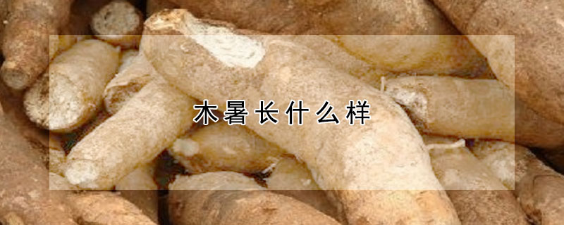 木暑長什麼樣