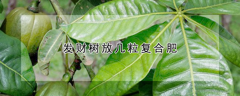 發財樹放幾粒複合肥