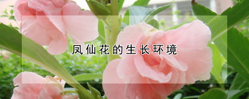 鳳仙花的生長環境