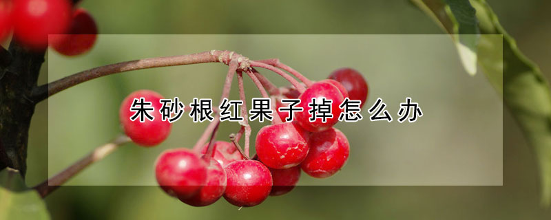 朱砂根紅果子掉怎麼辦