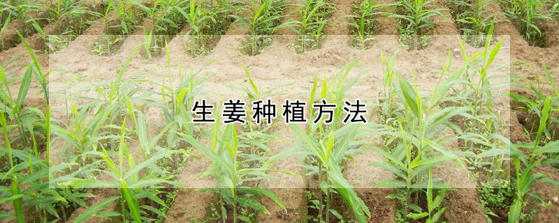 生薑種植方法