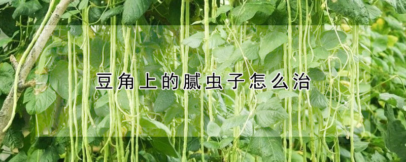 豆角上的膩蟲子怎麼治