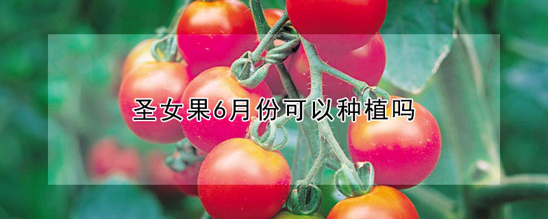 聖女果6月份可以種植嗎