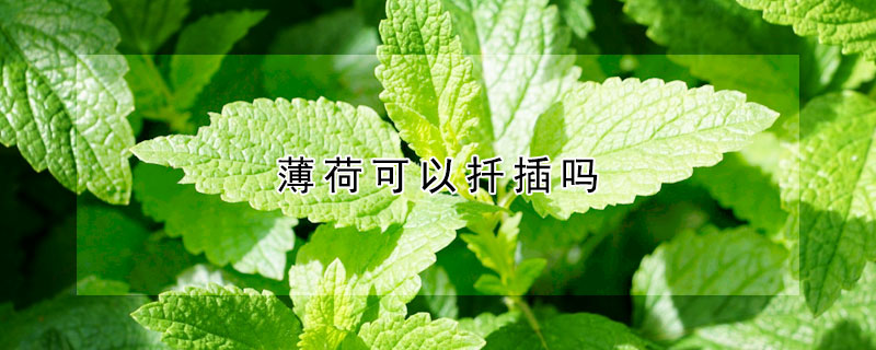 薄荷可以扡插嗎