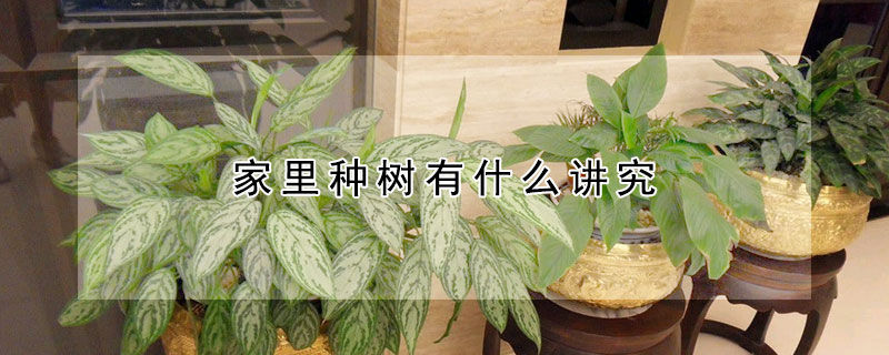 家裏種樹有什麼講究