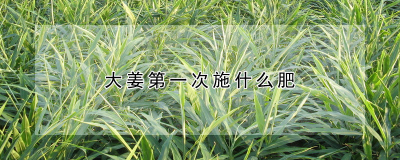 大薑第一次施什麼肥