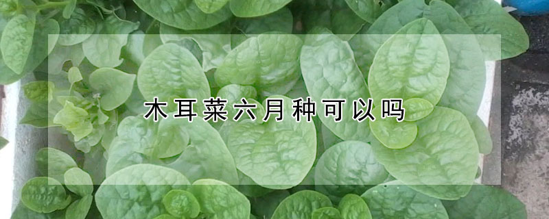 木耳菜六月種可以嗎